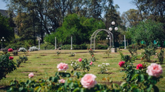 Turismo en Córdoba: más de 300 rosas en el Parque Sarmiento. Turismo en Córdoba: más de 300 rosas en el Parque Sarmiento.