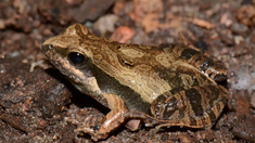 Dscubrieron una nueva rana y le pusieron Cristina en homor a la exvicepresidenta. Dscubrieron una nueva rana y le pusieron Cristina en homor a la exvicepresidenta.