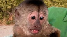 Los monos capuchinos son criaturas curiosas, que disfrutan tocar objetos. Los monos capuchinos son criaturas curiosas, que disfrutan tocar objetos.