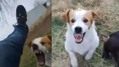 Pancho es el perro Malvado que odia Mi bebito Fiu Fiu y otros temas. Pancho es el perro Malvado que odia Mi bebito Fiu Fiu y otros temas.