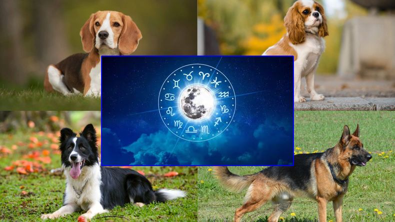 Las razas de perro que mejor se llevan con cada signo