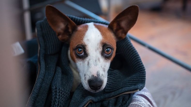 Con la llegada del invierno y las bajas temperaturas, muchas personas intentan ayudar a los perros callejeros abrigándolos con camperas o prendas.