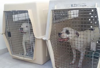 Dos de los perros enjaulados que fueron rescatados.