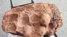 Los investigadores encontraron huevos de dinosaurio de 80 millones de años en China. Los investigadores encontraron huevos de dinosaurio de 80 millones de años en China.