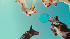 La docuserie ofrece una óptica profunda y emotivasobre estos animales que son mucho más que nuestras mascotas.