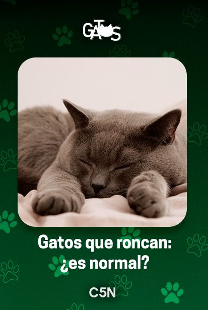 Gatos que roncan: cuándo es normal y cuándo prestarles atención.