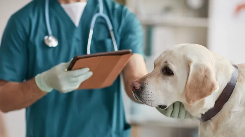 Ante las dificultades económicas, muchas personas deciden esperar antes de llevar a sus mascotas al veterinario, lo que puede agravar la situación.