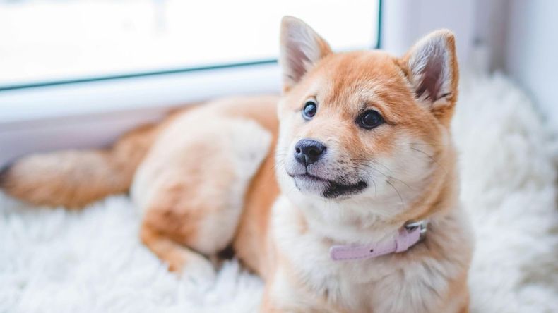 Cuando una persona siente una gran afinidad por los perros, esto puede interpretarse de distintas maneras, según señalan análisis basados en inteligencia artificial