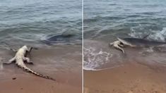 Viral: así fue el momento en el que un tiburón se comió a un cocodrilo en la orilla del mar. Viral: así fue el momento en el que un tiburón se comió a un cocodrilo en la orilla del mar.
