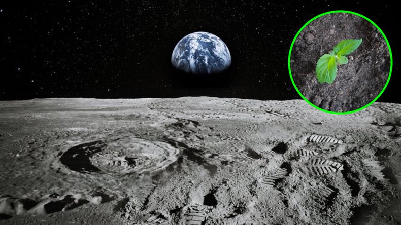 Plantas: las protagonistas del nuevo proyecto de la NASA en la Luna.