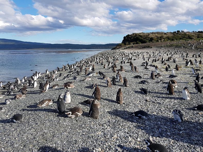 La posibilidad de ver diferentes especies de pinguinos en su habitat natural