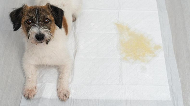Cómo limpiar el pis de perro