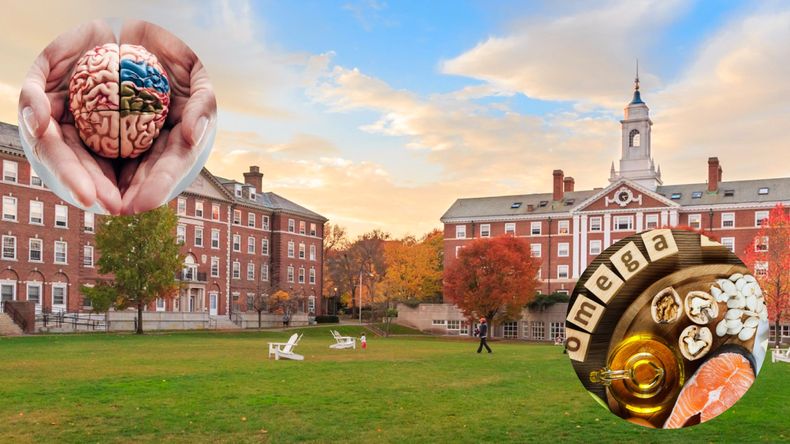 El principal nutriente que recomienda Harvard para mejorar la salud cerebral.