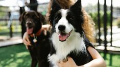 Aunque suele considerarse una expresión de cariño, los expertos advierten que este gesto humano no es natural para los perros y puede generarles ansiedad o respuestas defensivas. Aunque suele considerarse una expresión de cariño, los expertos advierten que este gesto humano no es natural para los perros y puede generarles ansiedad o respuestas defensivas.