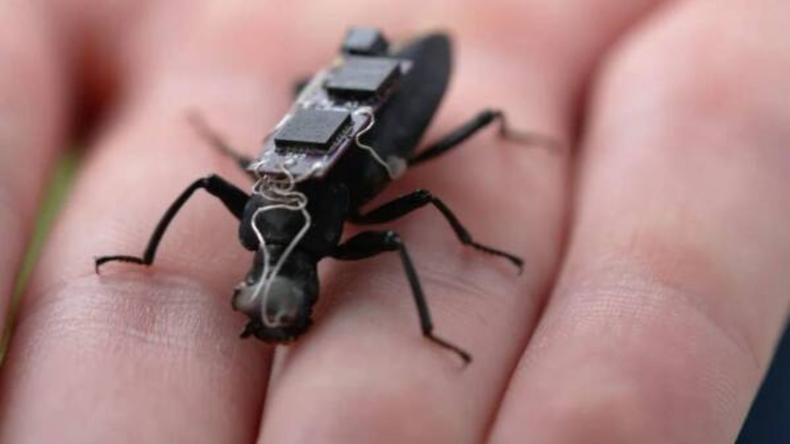 Las cucarachas cyborg están diseñadas para localizar supervivientes y entregar medicamentos en áreas colapsadas.