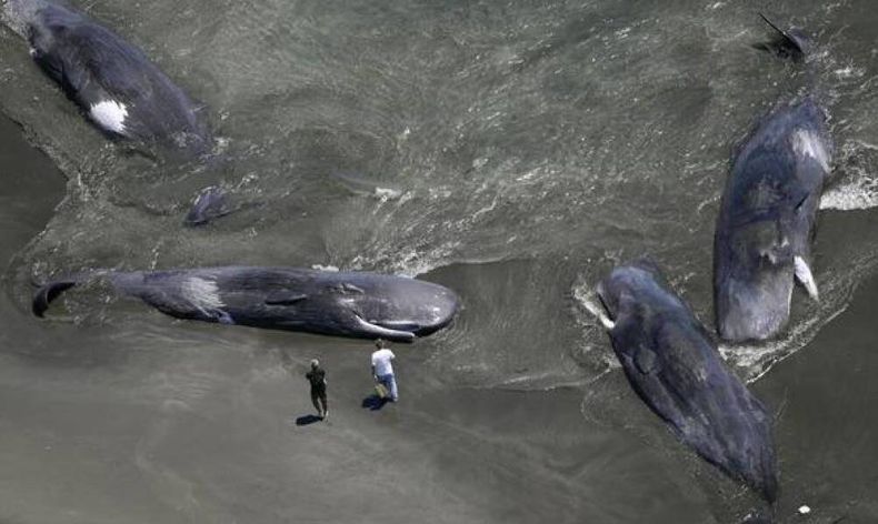 En total aparecieron cinco ballenas.
