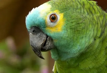 Gripe del loro. Alerta por neumonía.