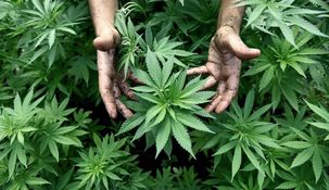 El cannabis medicinal ayudará a miles de personas con diferentes inconvenientes.