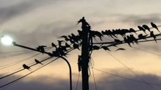 Los vecinos llevan adelante distintas acciones como hacer ruido, instalar lásers, entre otros. Los vecinos llevan adelante distintas acciones como hacer ruido, instalar lásers, entre otros.