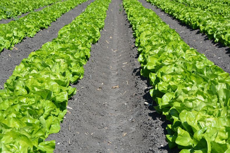 ¿Cuántos días puedo guardar la lechuga?