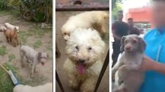 Las mascotas estaban en malas condiciones de higiene y salud. Las mascotas estaban en malas condiciones de higiene y salud.