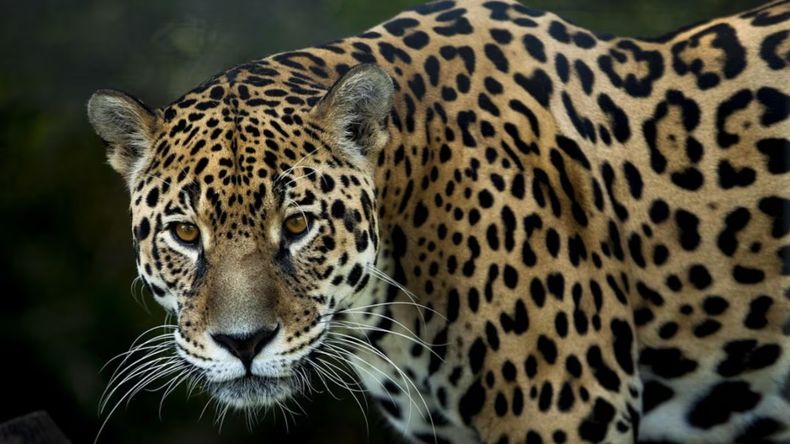 ¿Qué pasó con los cachorros de yaguareté?