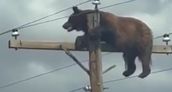 Un oso negro murió electrocutado tras trepar a un poste de alta tensión
