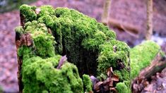 El musgo tiene la particularidad de crecer fácilmente debido a la humedad. Y, pese a ser un elemento más de la naturaleza, cuando se encuentra en el césped hace que este luzca descuidado y sucio. Monty Don señala que es más fácil de lo que parece preparar el suelo perfecto para el verano. El musgo tiene la particularidad de crecer fácilmente debido a la humedad. Y, pese a ser un elemento más de la naturaleza, cuando se encuentra en el césped hace que este luzca descuidado y sucio. Monty Don señala que es más fácil de lo que parece preparar el suelo perfecto para el verano.