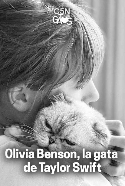 Olivia Benson, una de las gatas de Taylor Swift, es famosa en redes sociales.
