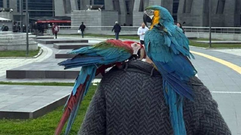 El hombre acudió a los tribunales con sus loros.