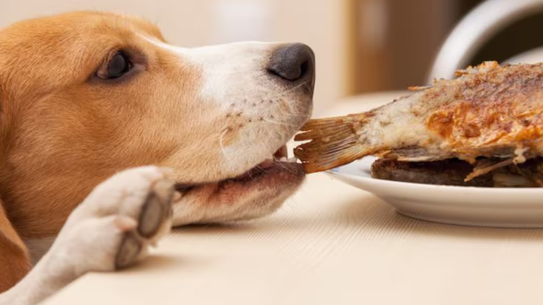 Qué es mejor para tu mascota: darle carne cruda o carne cocida.