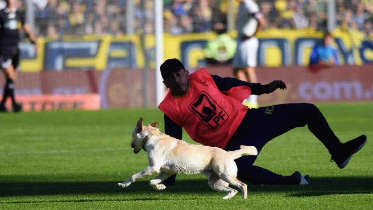 Estaba perdido y lo encontró porque se volvió viral: la insólita historia de Coco, el perro que apareció en la cancha de Central