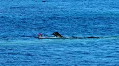 Bañista atacada por una foca.