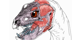 La reconsutrucción anatómica del dinosaurio Manidens condorensis. La reconsutrucción anatómica del dinosaurio Manidens condorensis.