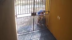 Un ladrón le arrancó un pedazo de oreja a una mujer con una mordida. Un ladrón le arrancó un pedazo de oreja a una mujer con una mordida.