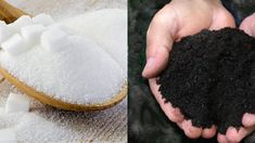 El ritual con tierra negra y azúcar considerado ideal para limpiar y evitar la mala suerte.