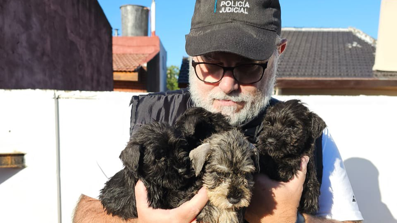 Las mascotas se encontraban hacinados y sin condiciones higiénicas.