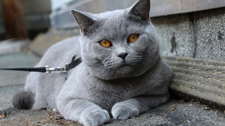 Entre estas nuevas prácticas, cobro fuerza el fenómeno de pasear a los gatos con correa, una costumbre que, aunque no es común, comenzó a generar tanto defensores como detractores.