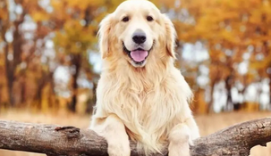 El relato del golden retriever conquistó a miles de usuarios por transmitir tranquilidad, convivencia y una conexión con la madre tierra.