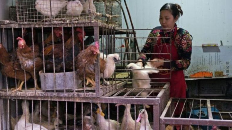 La OMS confirmó la muerte de una mujer china infectada por gripe aviar.