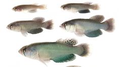 investigadores argentinos descubrieron una nueva especie de pez en chaco: como es el killi gigante investigadores argentinos descubrieron una nueva especie de pez en chaco: como es el killi gigante