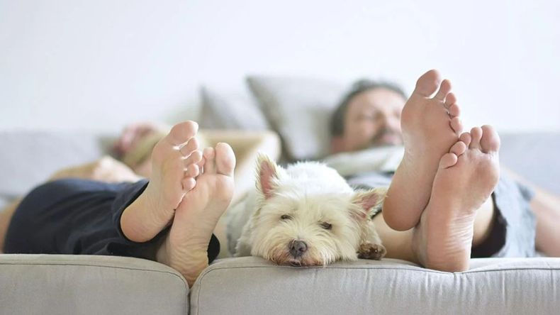 Un comportamiento común, pero a veces desconcertante, es cuando un perro lame los pies de su dueño  