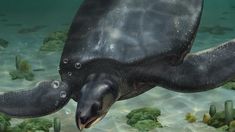 Hallaron una tortuga marina de 83 millones de años. Hallaron una tortuga marina de 83 millones de años.