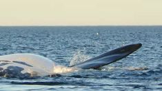 Los turistas pueden disfrutar de diversas actividades durante todo el año, aunque con restricciones especiales durante la temporada de ballenas. Los turistas pueden disfrutar de diversas actividades durante todo el año, aunque con restricciones especiales durante la temporada de ballenas.