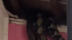 Viral: aparecieron dos serpientes pitón en una casa y se vivió un momento de terror. Viral: aparecieron dos serpientes pitón en una casa y se vivió un momento de terror.