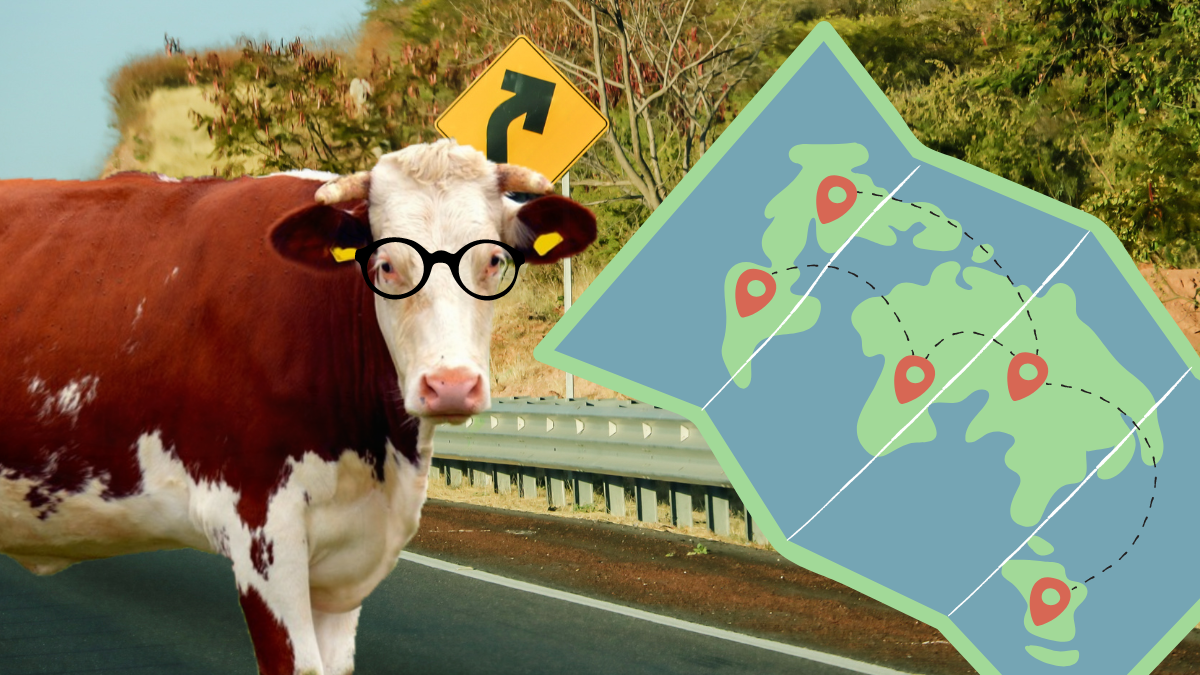 Compre Una Vaca Por 800 Respuesta www.c5n.com