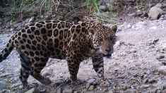Imagen de Venancio, uno de los yaguaretés que vive en Salta. Imagen de Venancio, uno de los yaguaretés que vive en Salta.