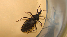 La vacuna contra el chagas desarrollada por la UBA ya está lista para iniciar la prueba en humanos