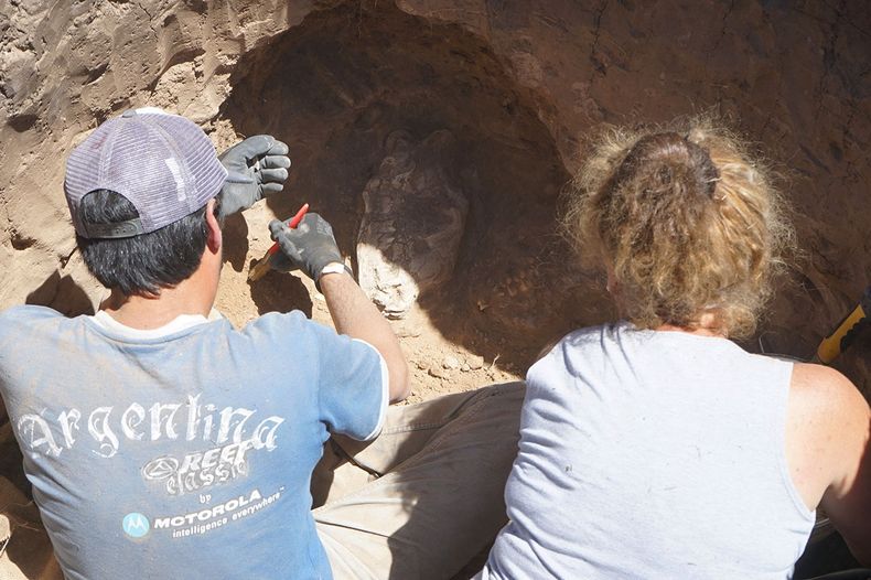 Impresionante hallazgo: encontraron en una ciudad de Argentina un cráneo de un mamífero de la Era del Hielo