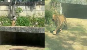 Gersonde Melo Machado tenía un trastorno mental Gersonde Melo Machado tenía un trastorno mental